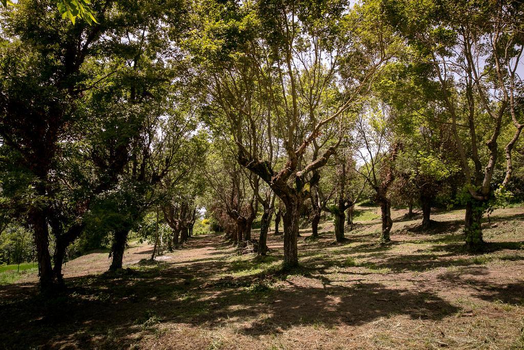 Apartmán Borgo Al Teto La Vite Castiglion Fiorentino Exteriér fotografie