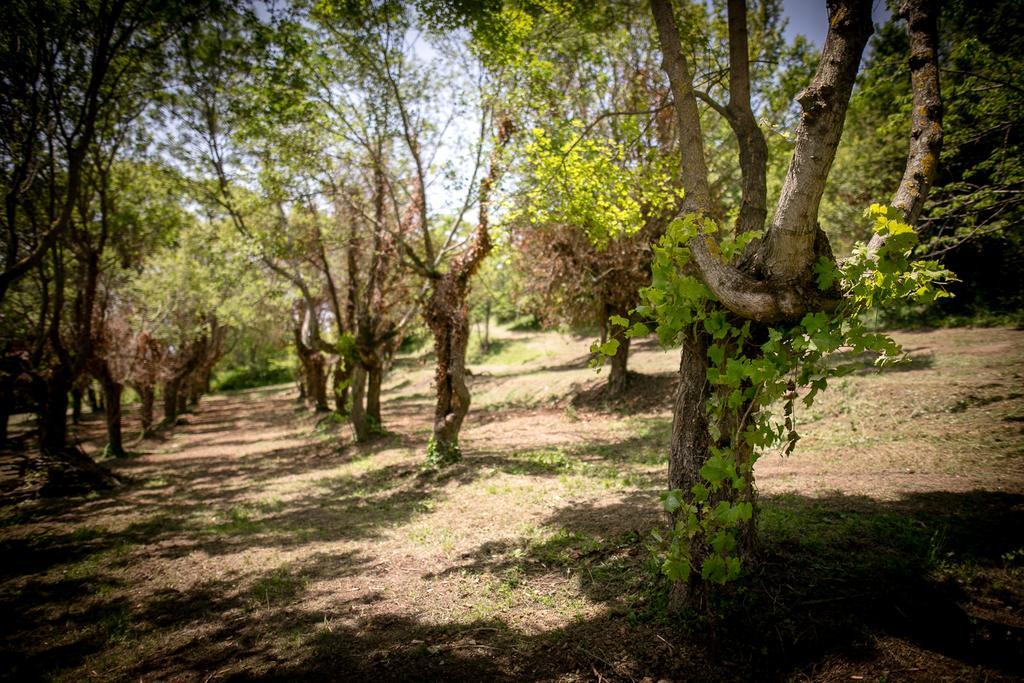 Apartmán Borgo Al Teto La Vite Castiglion Fiorentino Exteriér fotografie